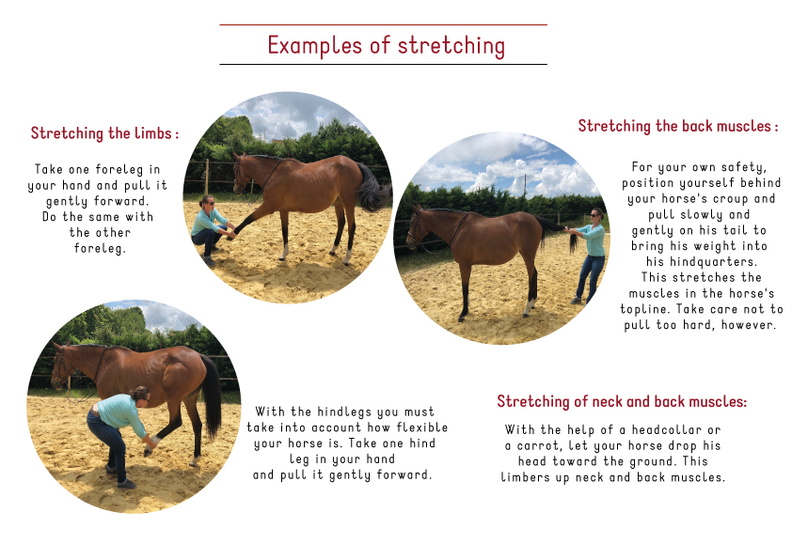 Stretching your horse